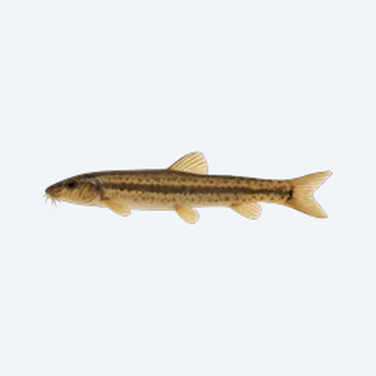Fork-tailed Loach (Cobitoidea sp.) in a freshwater aquarium