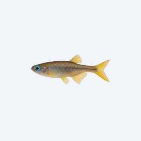 Forktail Blue-eye (Melanotaeniidae sp.) in a planted freshwater aquarium