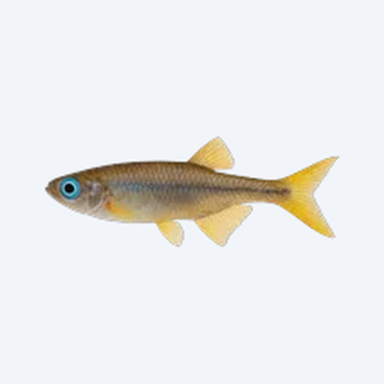 Forktail Blue-eye (Melanotaeniidae sp.) in a planted freshwater aquarium