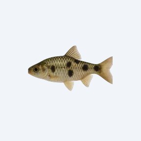 Fourspotted Toothcarp (Cyprinodontiformes sp.) in a planted freshwater aquarium