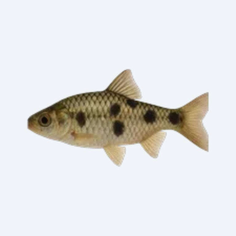 Fourspotted Toothcarp (Cyprinodontiformes sp.) in a freshwater aquarium