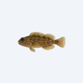 Freshwater Blenny (Salaria fluviatilis) in a planted freshwater aquarium