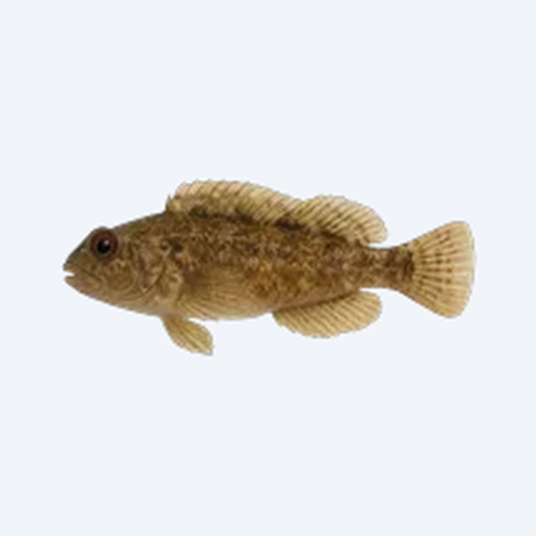 Freshwater Blenny (Salaria fluviatilis) in a planted freshwater aquarium