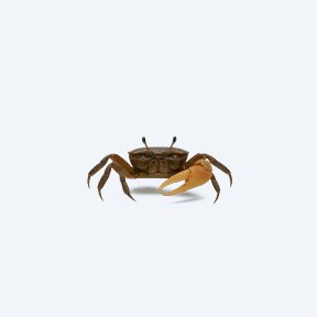 Freshwater Fiddler Crab (Uca species) in a planted freshwater aquarium