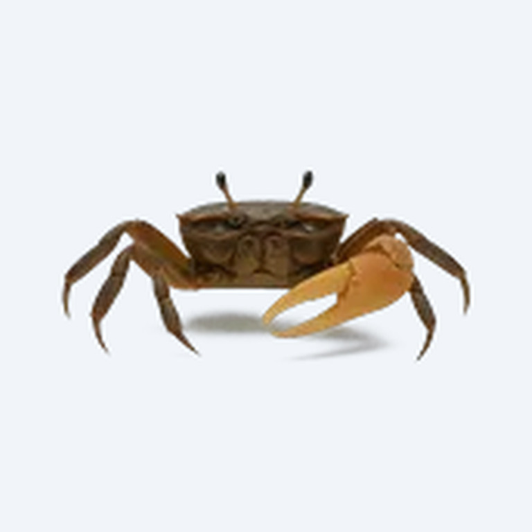 Freshwater Fiddler Crab (Uca species) in a planted freshwater aquarium
