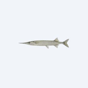 Freshwater Needlefish (Potamorrhaphis guianensis) in a planted freshwater aquarium