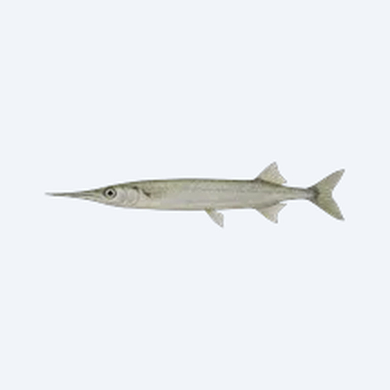 Freshwater Needlefish (Potamorrhaphis guianensis) in a planted freshwater aquarium