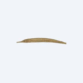 Freshwater Pipefish (Syngnathidae sp.) in a planted freshwater aquarium