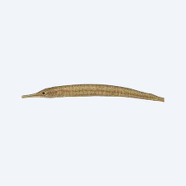Freshwater Pipefish (Syngnathidae sp.) in a planted freshwater aquarium