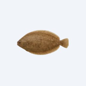 Freshwater Sole (Trinectes maculatus) in a planted freshwater aquarium
