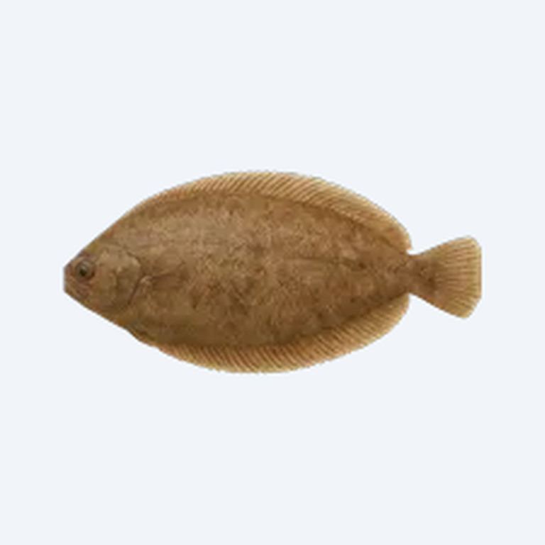 Freshwater Sole (Trinectes maculatus) in a planted freshwater aquarium
