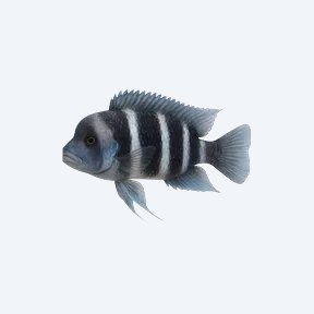 Frontosa Cichild (Cyphotilapia frontosa) in a planted freshwater aquarium