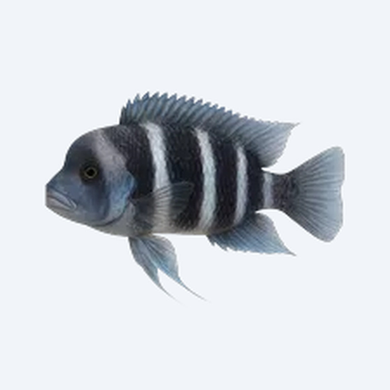 Frontosa Cichild (Cyphotilapia frontosa) in a freshwater aquarium