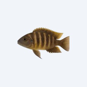Fuelleborn's Cichlid (Cichlidae sp.) in a planted freshwater aquarium