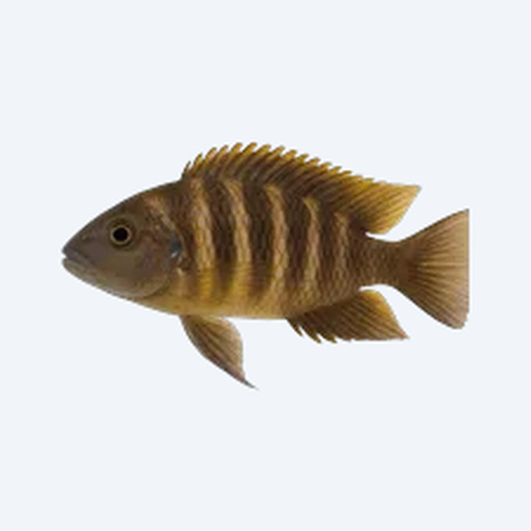 Fuelleborn's Cichlid (Cichlidae sp.) in a freshwater aquarium