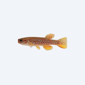 Fundulopanchax sjoestedti (Fundulopanchax sjoestedti) in a planted freshwater aquarium