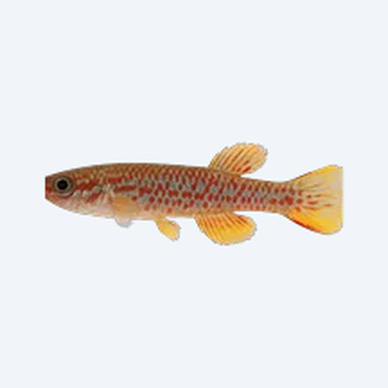 Fundulopanchax sjoestedti (Fundulopanchax sjoestedti) in a freshwater aquarium