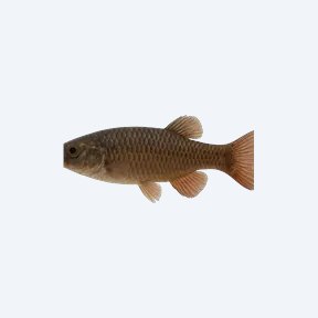 Fusco Hap (Cichlidae sp.) in a planted freshwater aquarium