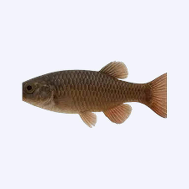 Fusco Hap (Cichlidae sp.) in a freshwater aquarium