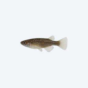 Galaxy Medaka Ricefish (Oryzias sp.) in a planted freshwater aquarium