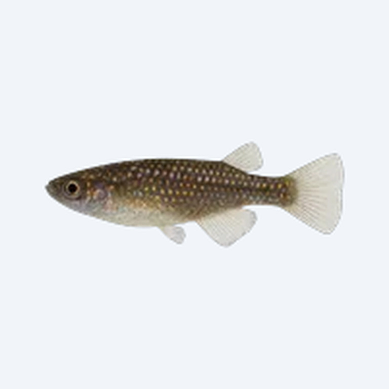 Galaxy Medaka Ricefish (Oryzias sp.) in a planted freshwater aquarium