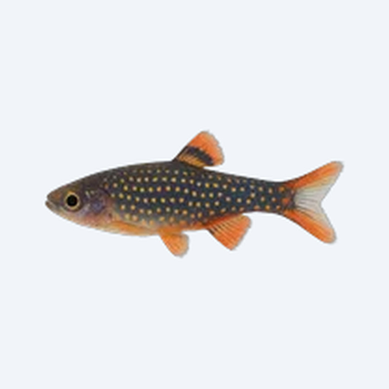 Galaxy Rasbora (Danio margaritatus) in a planted freshwater aquarium