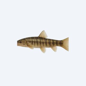 Gangetic Loach (Cobitoidea sp.) in a planted freshwater aquarium