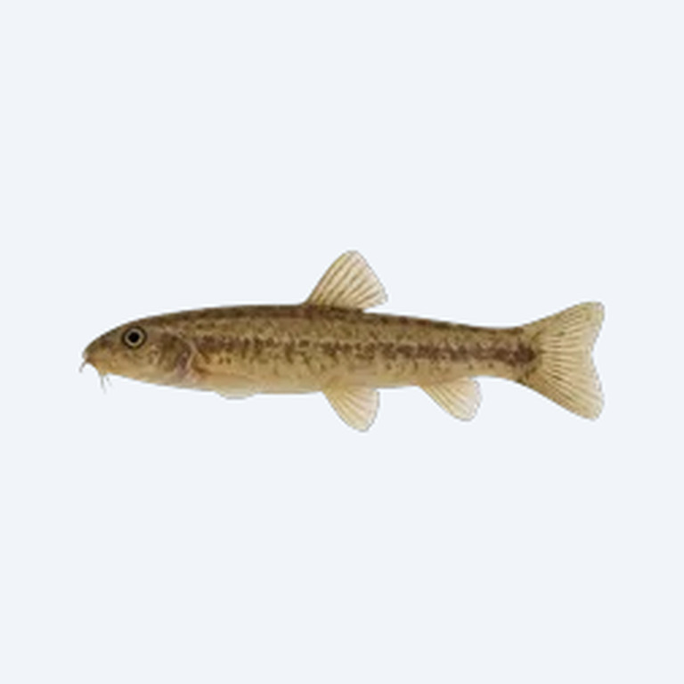 Gangetic Loach (Cobitoidea sp.) in a freshwater aquarium