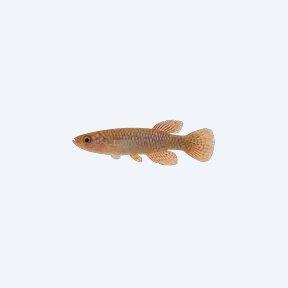 Gardneri Killifish (Fundulopanchax gardneri) in a planted freshwater aquarium