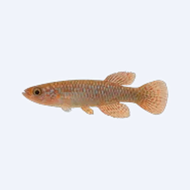 Gardneri Killifish (Fundulopanchax gardneri) in a freshwater aquarium