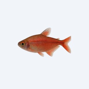 Garnet Tetra (Characidae sp.) in a planted freshwater aquarium