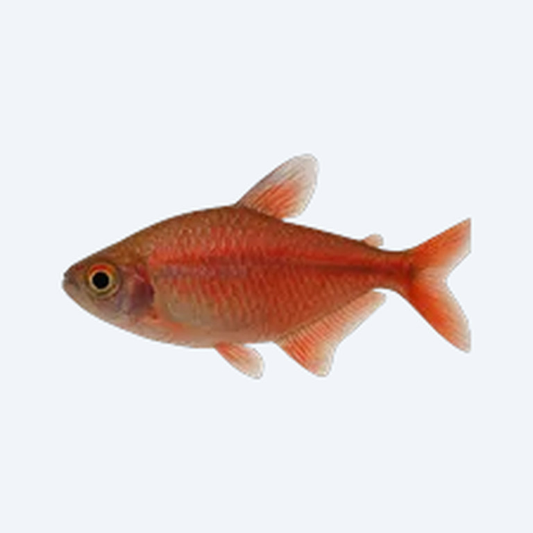Garnet Tetra (Characidae sp.) in a freshwater aquarium