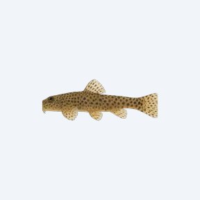 Gastromyzon punctulatus (Gastromyzon punctulatus) in a planted freshwater aquarium