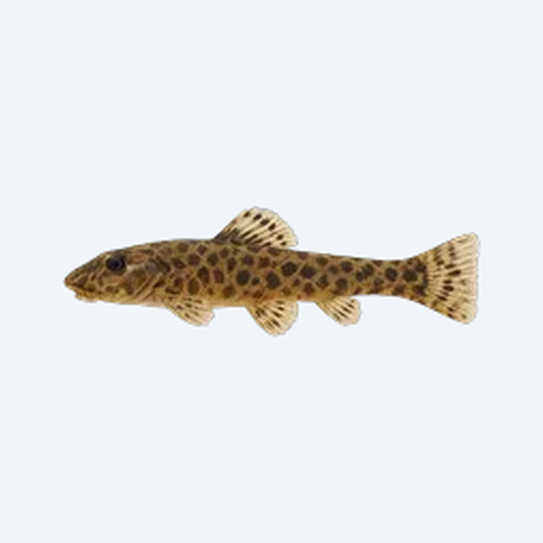 Gastromyzon punctulatus (Gastromyzon punctulatus) in a freshwater aquarium