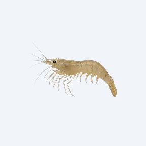 Ghost Shrimp (Palaemonetes paludosus) in a planted freshwater aquarium