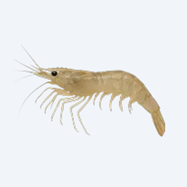 Ghost Shrimp (Palaemonetes paludosus) in a planted freshwater aquarium
