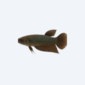 Giant Betta (Betta splendens) in a planted freshwater aquarium