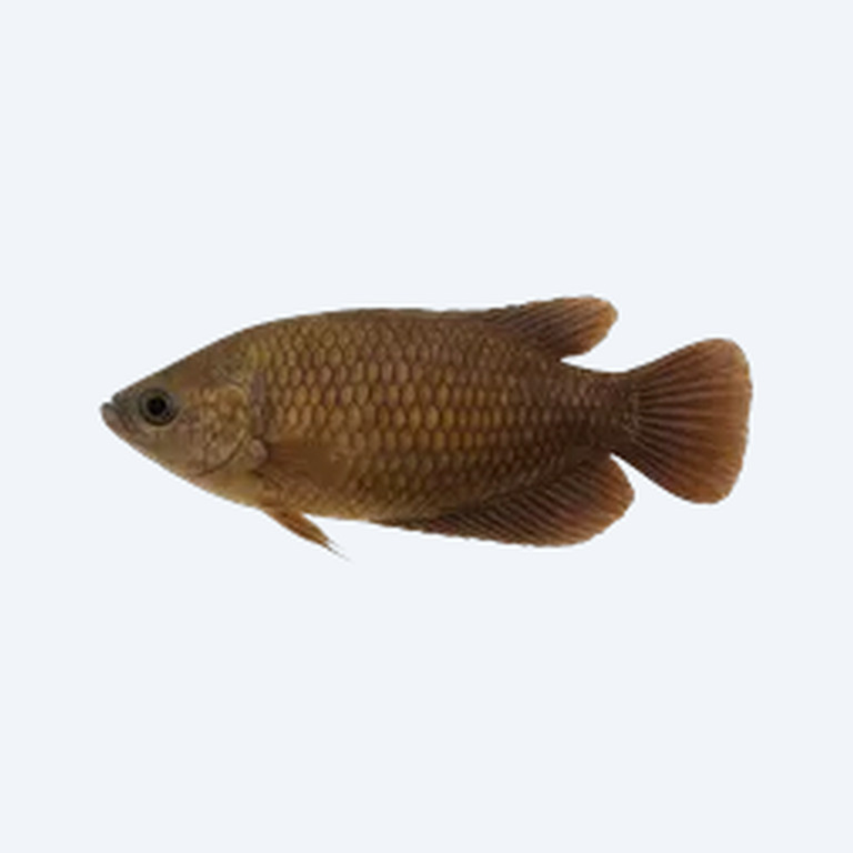 Giant Betta (Betta splendens) in a planted freshwater aquarium