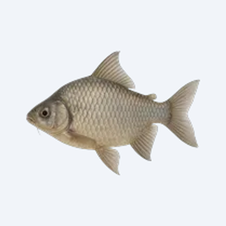 Giant Brochis (Brochis sp.) in a freshwater aquarium
