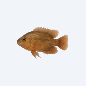 Giant Colombian Ramshorn (Planorbarius corneus) in a planted freshwater aquarium