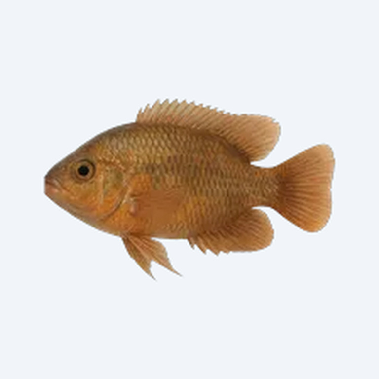 Giant Colombian Ramshorn (Planorbarius corneus) in a freshwater aquarium