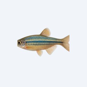 Giant Danio (Devario aequipinnatus) in a planted freshwater aquarium