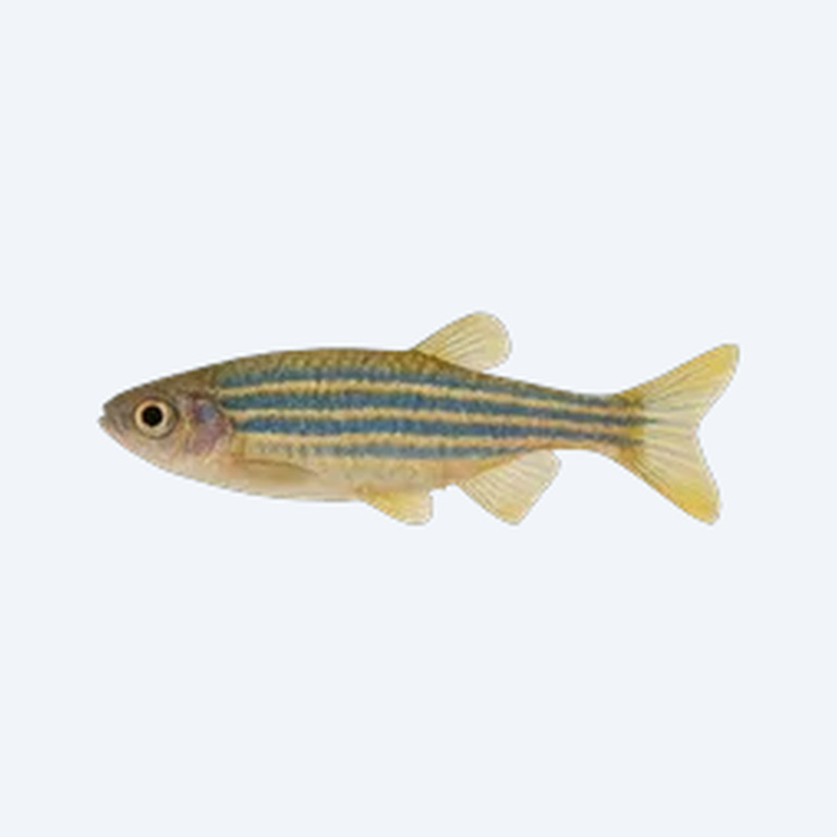 Giant Danio (Devario aequipinnatus) in a planted freshwater aquarium
