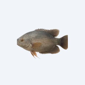 Giant Gourami (Osphronemus goramy) in a planted freshwater aquarium