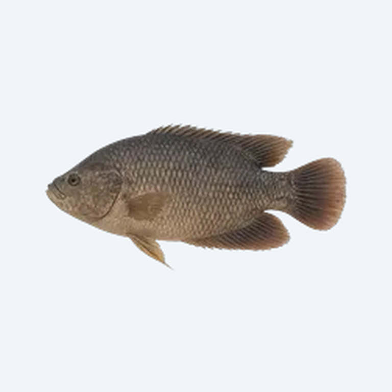 Giant Gourami (Osphronemus goramy) in a planted freshwater aquarium