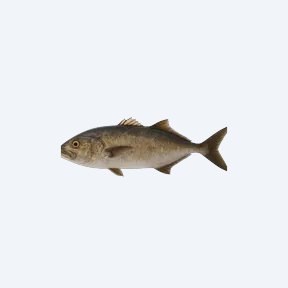 Giant Pikehead (Boulengerella cuvieri) in a planted freshwater aquarium