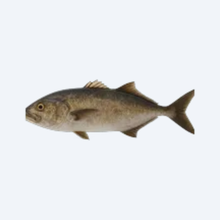 Giant Pikehead (Boulengerella cuvieri) in a planted freshwater aquarium