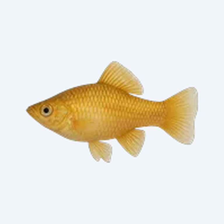 Gill's Molly (Poecilia gillii) in a planted freshwater aquarium