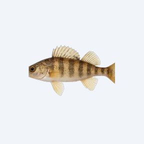 Gilt Darter (Percina evides) in a planted freshwater aquarium