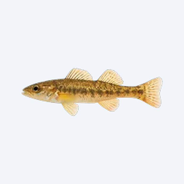 Gilt Darter (Percina evides) in a freshwater aquarium